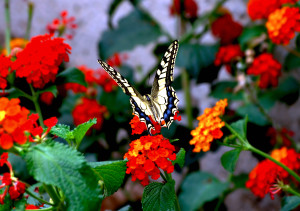 Vlinder-op-bloemen
